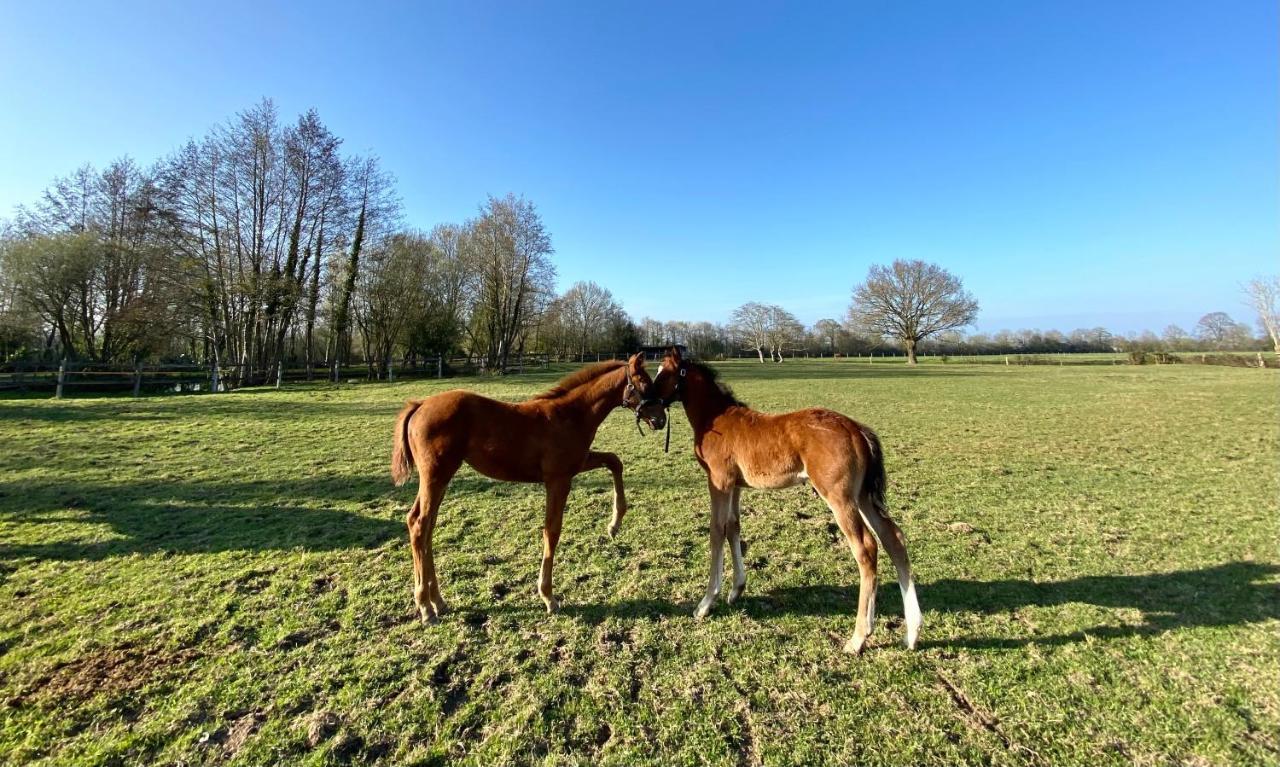 La Longere Du Haras Apartment Manerbe ภายนอก รูปภาพ