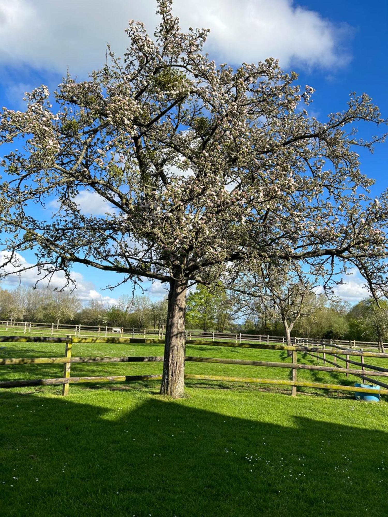 La Longere Du Haras Apartment Manerbe ภายนอก รูปภาพ
